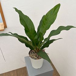 アンスリウム：ジャングルキング　5号ポット