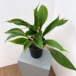 オリヅルラン:クロロフィツムプリンセスメイプル 4号鉢植え