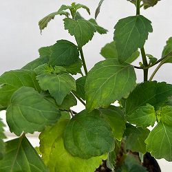 パチョリ3号ポット