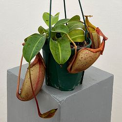 ネペンテス：（ラジャ×ミラ）（BE-3518）× ビーチ・バリオ・Y’s 5号吊り鉢