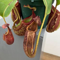 ネペンテス：（ボッシアナ×グランジュリフェラ）× ビーチ・バリオ・Y’s 5号吊り鉢