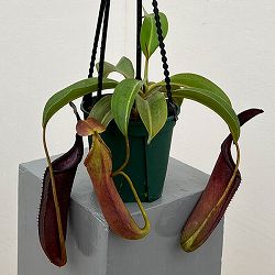 ネペンテス：コペランディ×ローウィ 5号吊り鉢