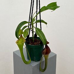 ネペンテス：マキシマ・ダーク×ローウィ　EPH-1-19-4　5号吊り鉢