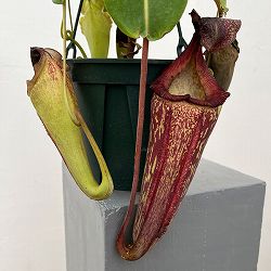 ネペンテス：マキシマ×（ローウィ×マクロフィラ） BE-3709-M　5号吊り鉢