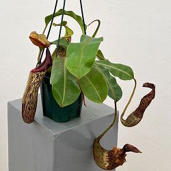 ネペンテス：（ビーチー×プラティカイラ）-BE-3213 × ボッシアナ-BE-3643　5号吊り鉢