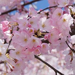 桜：神代曙（ジンダイアケボノ）接木苗 4～5号ポット