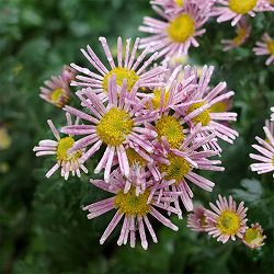 EMS(エムズ)マム(コギク系):サナ3.5号ポット