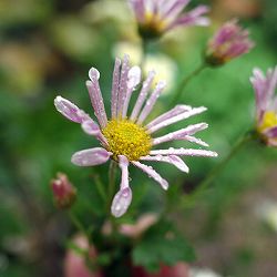 EMS(エムズ)マム(コギク系):リン3.5号ポット