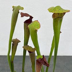 サラセニア：オレオフィラ　ボアズポンド、 アラバマ、 USA　3号ポット