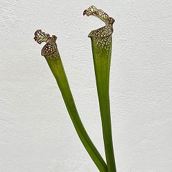 サラセニア：牧場系　3号ポット