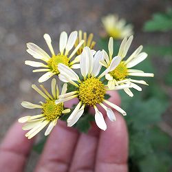 EMS(エムズ)マム(ハナイソギク系):サキ3.5号ポット