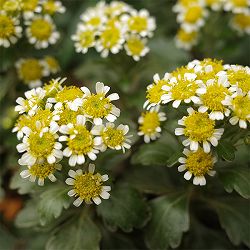 EMS(エムズ)マム(ハナイソギク系):リタ・マメ3.5号ポット