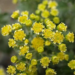 EMS(エムズ)マム(ハナイソギク系):リタ・ホシ3.5号ポット