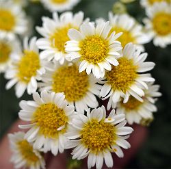 EMS(エムズ)マム(ハナイソギク系):リラ・コナツ3.5号ポット