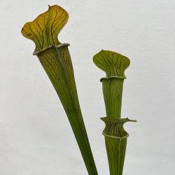 サラセニア：アラータ　ヒルトップレイクス、 テキサス、 ヴェインドフォーム　3号ポット