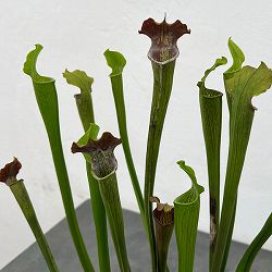 サラセニア：アラータ　パープルスロート CK　3号ポット