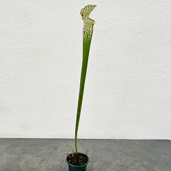 サラセニア：レウコフィラ 満田 3号ポット