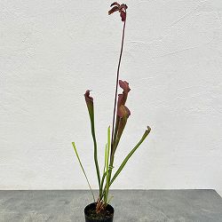 サラセニア：アラータ ブラックチューブ ホワイツクロッシング ストーン Co、 ミシシッピ 3号ポット