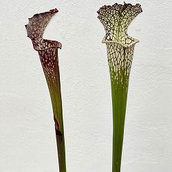 サラセニア：レウコフィラ 一正園 3号ポット