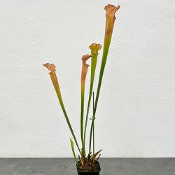 サラセニア：HFC-202502-066　3号ポット