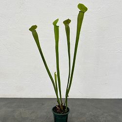 サラセニア：アラータ　トール イエロー ピッチャー　3号ポット