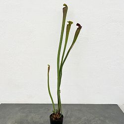 サラセニア：アラータ　ジャイアントレッド MK A 46　3号ポット