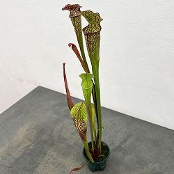 サラセニア：HFC-202502-016　3号ポット