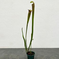 サラセニア：アラータ MK A 33 CK　3号ポット