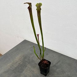 サラセニア：HFC-202502-107　3号ポット