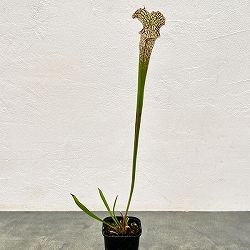 サラセニア：HFC-202502-114　3号ポット