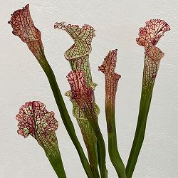 サラセニア：HFC-202502-020　3号ポット