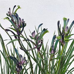 カンガルーポー：マスカレード　4.5号鉢植え