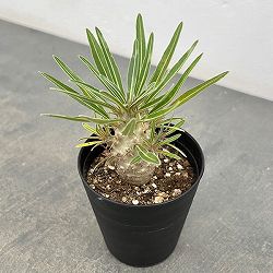 パキポディウム：グラキリス（実生苗）　3号ポット