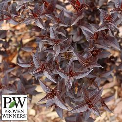 [26年5月中下旬予約]ディエルビラ：ビーハッピー ショコラ5号鉢植え