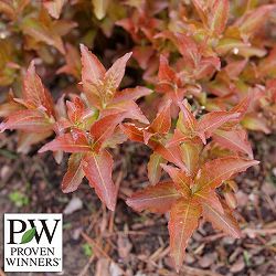 [26年5月中下旬予約]ディエルビラ：ビーハッピー メープル5号鉢植え