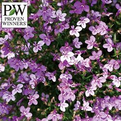 [26年2月中下旬予約]ロベリア：スカイフォール　ライラックミスト3号ポット