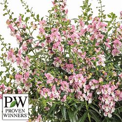 [26年5月中下旬予約]アンゲロニア：エンジェルフェイス ウェッジウッドピンク3号ポット