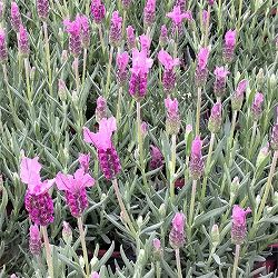 フレンチラベンダー：バルセロナローズ3号ポット