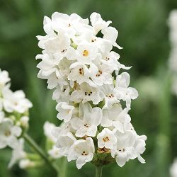 ラベンダー：イングリッシュ エレガンス・スノー3号ポット