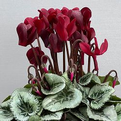 シクラメン：ディープマゼンタ タキシード4号鉢植え