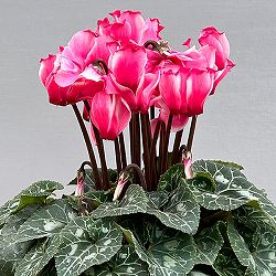 シクラメン：リリベル　サーモン4号鉢植え