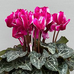 シクラメン：リリベル　パープル4号鉢植え