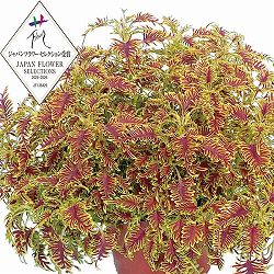 [26年4月下旬予約]コリウス：ライムエッジ3.5号ポット