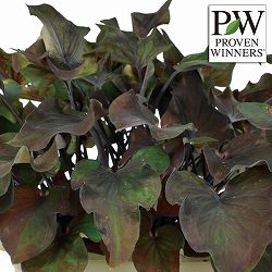 [26年6月中下旬予約]ガーデンカラジウム：ハートトゥハート ミッドナイトオイル3.5号ポット