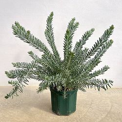 アカシア：ブルーブッシュ7号鉢植え