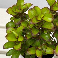 コプロスマ：コッパーシャイン2.5号ポット