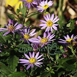 キク:ヒメノコンギク(姫野紺菊)琴姫 3号ポット