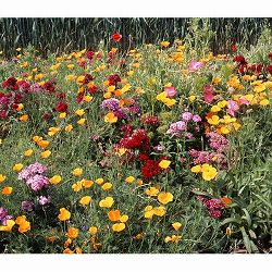 花の種：ミックスフラワー MixFlower*[花タネ 草丈40～60cm]