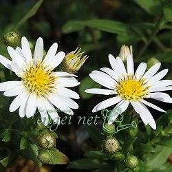 キク:白花ヒメノコンギク(姫野紺菊)初雪 2.5号ポット