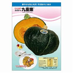 カボチャ：ホクホクおいしい 九重栗 [野菜タネ]*